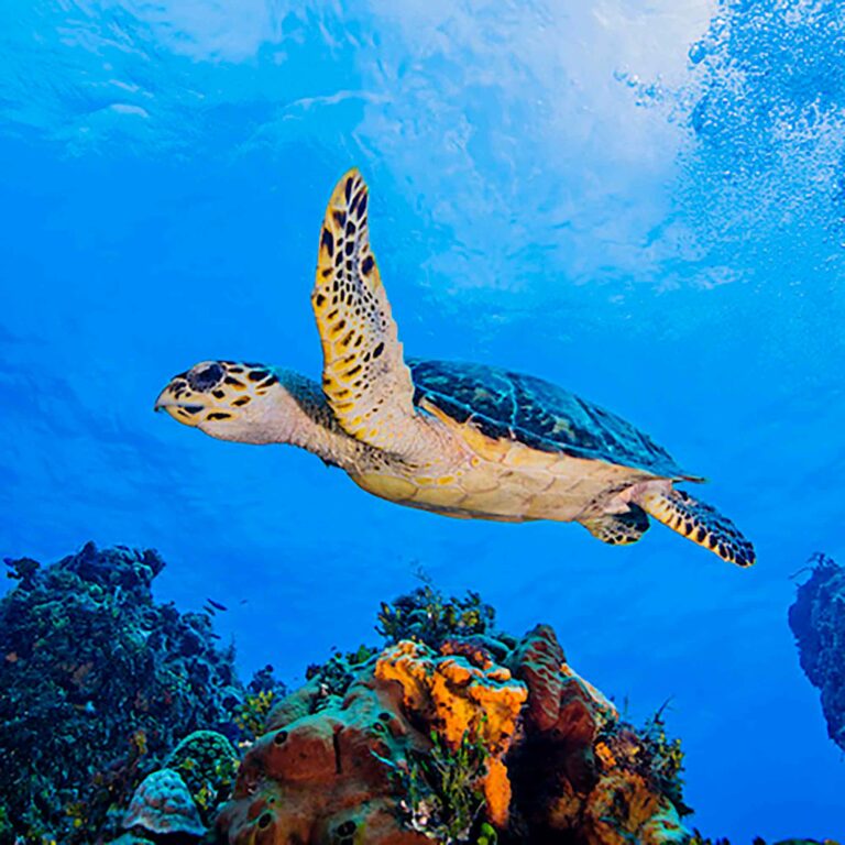 hawksbill-turtle-swimming-over-coral-cozumel-2022-03-07-23-55-17-utc